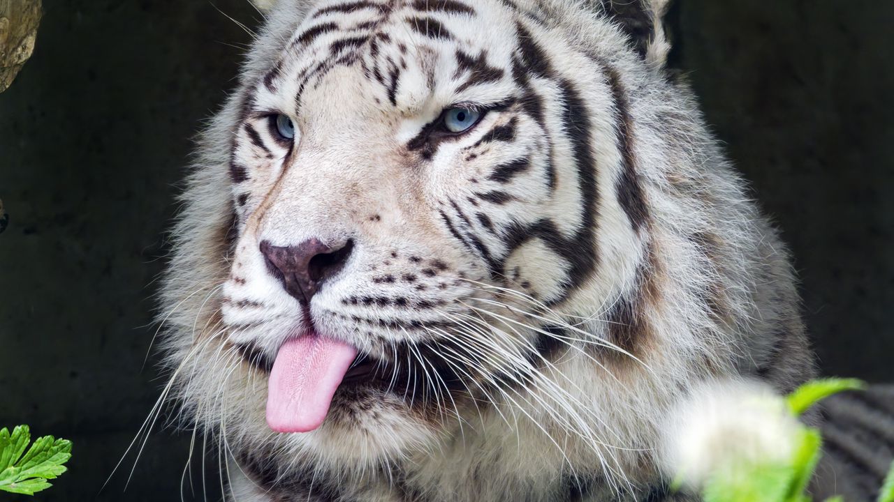 Wallpaper tiger, albino, tongue, stripes, predator, animal, nature