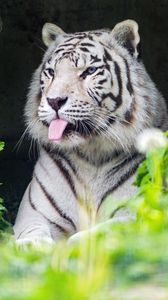 Preview wallpaper tiger, albino, tongue, stripes, predator, animal, nature
