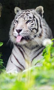 Preview wallpaper tiger, albino, tongue, stripes, predator, animal, nature