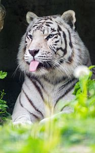 Preview wallpaper tiger, albino, tongue, stripes, predator, animal, nature