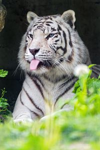 Preview wallpaper tiger, albino, tongue, stripes, predator, animal, nature