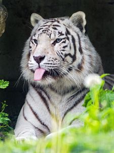 Preview wallpaper tiger, albino, tongue, stripes, predator, animal, nature