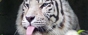 Preview wallpaper tiger, albino, tongue, stripes, predator, animal, nature