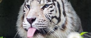 Preview wallpaper tiger, albino, tongue, stripes, predator, animal, nature