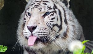 Preview wallpaper tiger, albino, tongue, stripes, predator, animal, nature