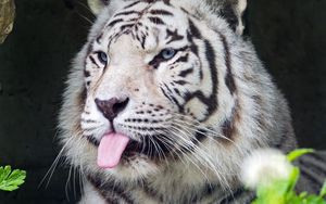 Preview wallpaper tiger, albino, tongue, stripes, predator, animal, nature