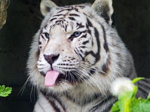 Preview wallpaper tiger, albino, tongue, stripes, predator, animal, nature