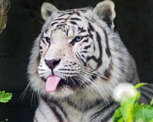 Preview wallpaper tiger, albino, tongue, stripes, predator, animal, nature