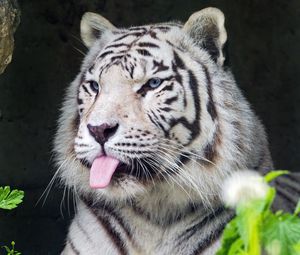 Preview wallpaper tiger, albino, tongue, stripes, predator, animal, nature