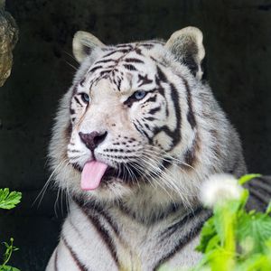 Preview wallpaper tiger, albino, tongue, stripes, predator, animal, nature