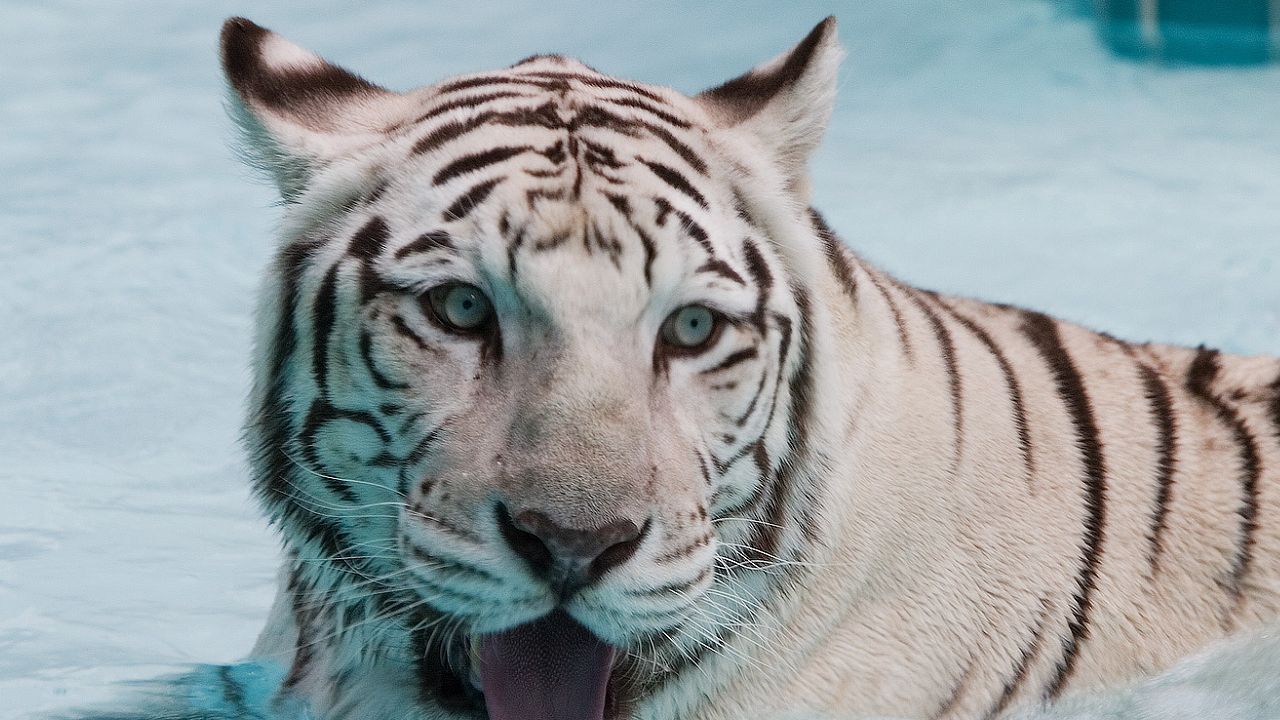 Wallpaper tiger, albino, water, swim, face, big cat, predator