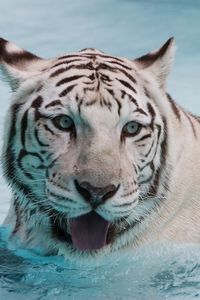 Preview wallpaper tiger, albino, water, swim, face, big cat, predator