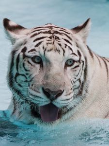 Preview wallpaper tiger, albino, water, swim, face, big cat, predator