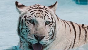 Preview wallpaper tiger, albino, water, swim, face, big cat, predator