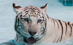 Preview wallpaper tiger, albino, water, swim, face, big cat, predator