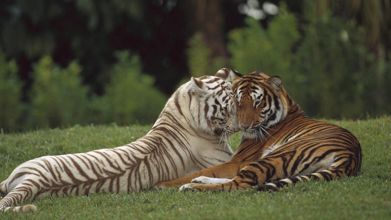 Wallpaper tiger, amur, white, couple, caring