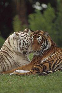 Preview wallpaper tiger, amur, white, couple, caring