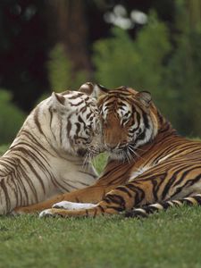 Preview wallpaper tiger, amur, white, couple, caring