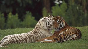 Preview wallpaper tiger, amur, white, couple, caring