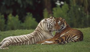 Preview wallpaper tiger, amur, white, couple, caring