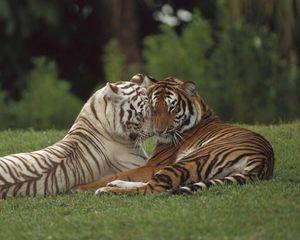 Preview wallpaper tiger, amur, white, couple, caring