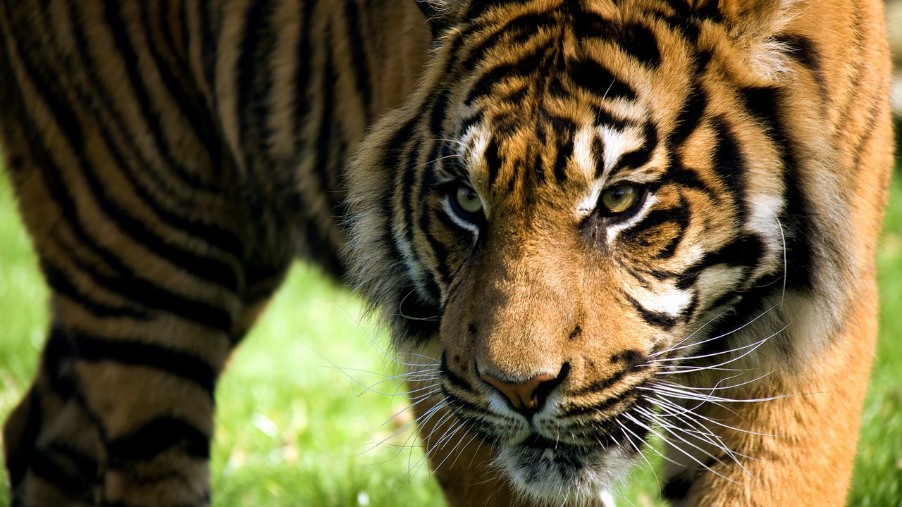 Wallpaper tiger, anger, aggression, striped, amur tiger