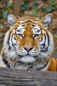 Preview wallpaper tiger, animal, big cat, predator, glance