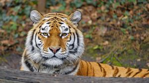 Preview wallpaper tiger, animal, big cat, predator, glance