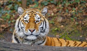 Preview wallpaper tiger, animal, big cat, predator, glance