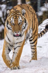 Preview wallpaper tiger, animal, big cat, predator, snow, wildlife