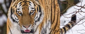 Preview wallpaper tiger, animal, big cat, predator, snow, wildlife