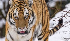 Preview wallpaper tiger, animal, big cat, predator, snow, wildlife