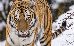 Preview wallpaper tiger, animal, big cat, predator, snow, wildlife