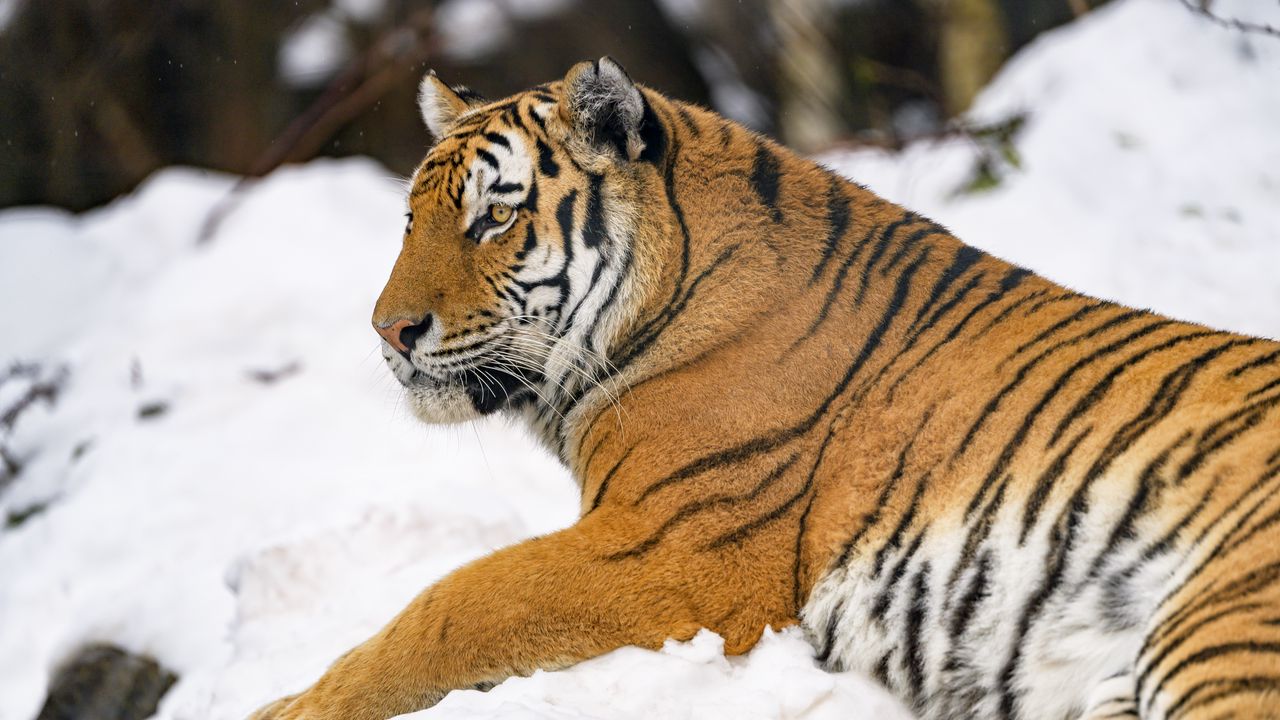 Wallpaper tiger, animal, big cat, snow