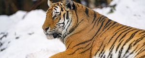 Preview wallpaper tiger, animal, big cat, snow