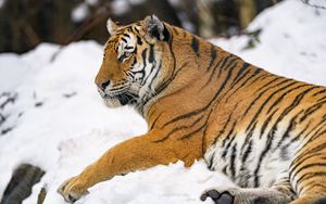 Preview wallpaper tiger, animal, big cat, snow
