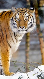 Preview wallpaper tiger, animal, big cat, glance, wildlife