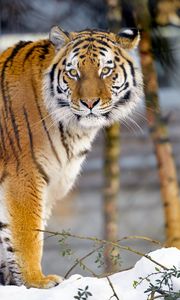 Preview wallpaper tiger, animal, big cat, glance, wildlife