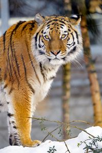 Preview wallpaper tiger, animal, big cat, glance, wildlife