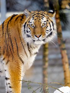 Preview wallpaper tiger, animal, big cat, glance, wildlife