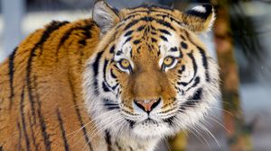 Preview wallpaper tiger, animal, big cat, glance, wildlife