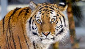 Preview wallpaper tiger, animal, big cat, glance, wildlife