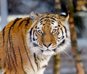 Preview wallpaper tiger, animal, big cat, glance, wildlife