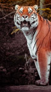Preview wallpaper tiger, animal, big cat, predator, brown, wild