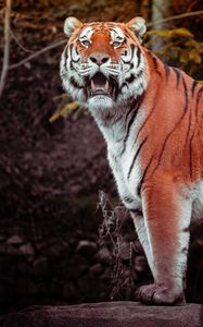 Preview wallpaper tiger, animal, big cat, predator, brown, wild