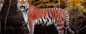 Preview wallpaper tiger, animal, big cat, predator, brown, wild