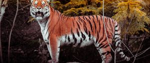 Preview wallpaper tiger, animal, big cat, predator, brown, wild