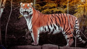 Preview wallpaper tiger, animal, big cat, predator, brown, wild