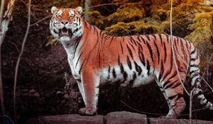 Preview wallpaper tiger, animal, big cat, predator, brown, wild