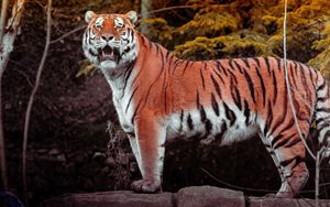 Preview wallpaper tiger, animal, big cat, predator, brown, wild